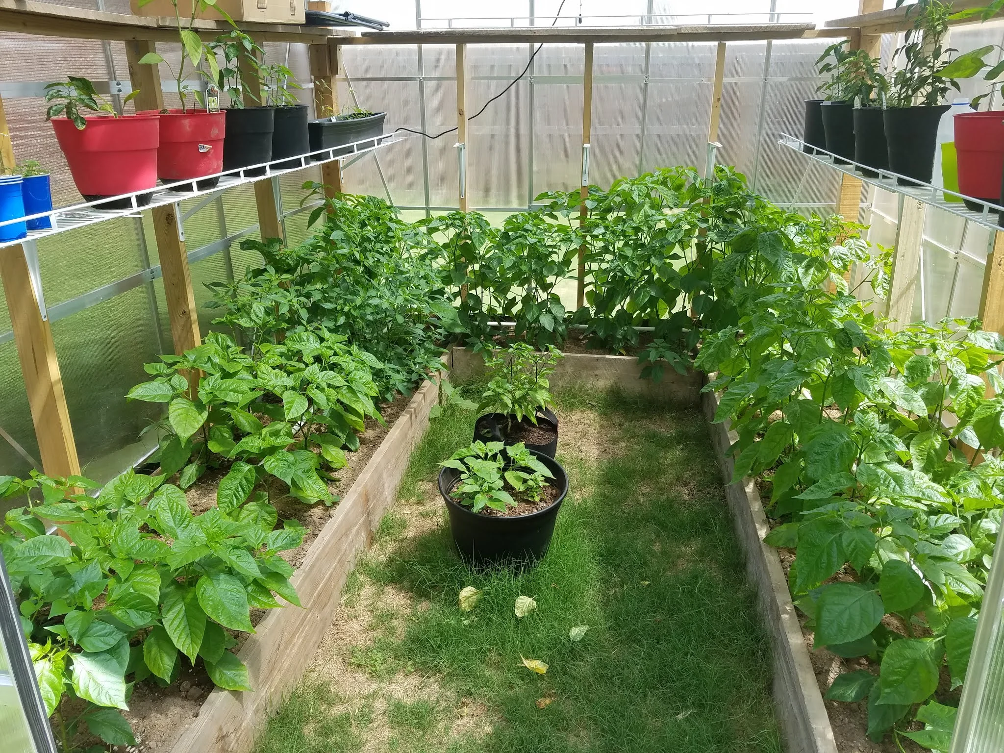 Big plants!.jpg