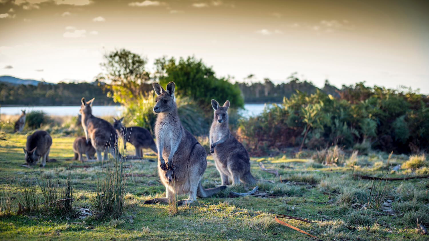 Apartments on Fraser Bicheno- Kangaroos on east coast of Tasmania