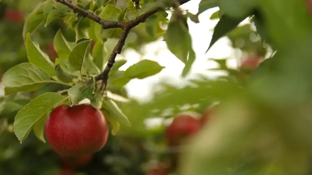 Client Work — Zoe Kissel