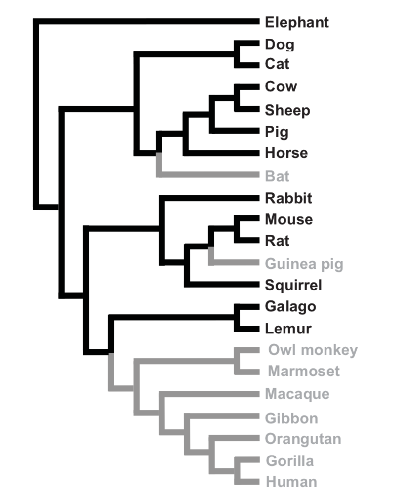 Species shaded black can synthesize vitamin C. Those shaded gray cannot. Drouin, G., Godin, J. R., & Pagé, B. (2011). The genetics of vitamin C loss in vertebrates. Current genomics , 12 (5), 371-378.