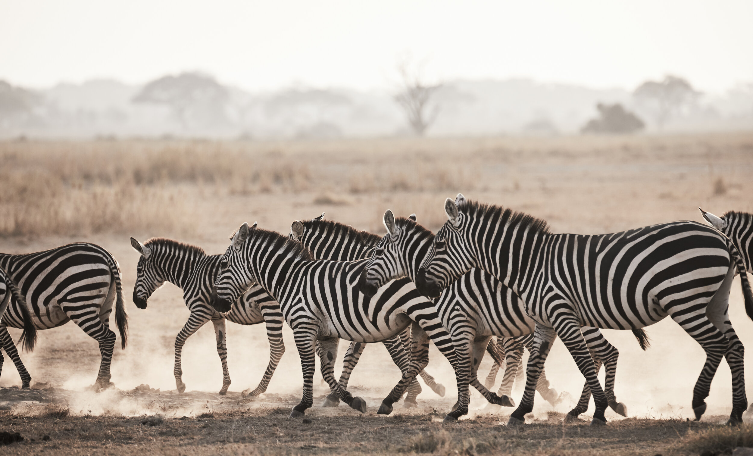 Zebra Rush at Dawn – Wildlife in Motion, Kenya