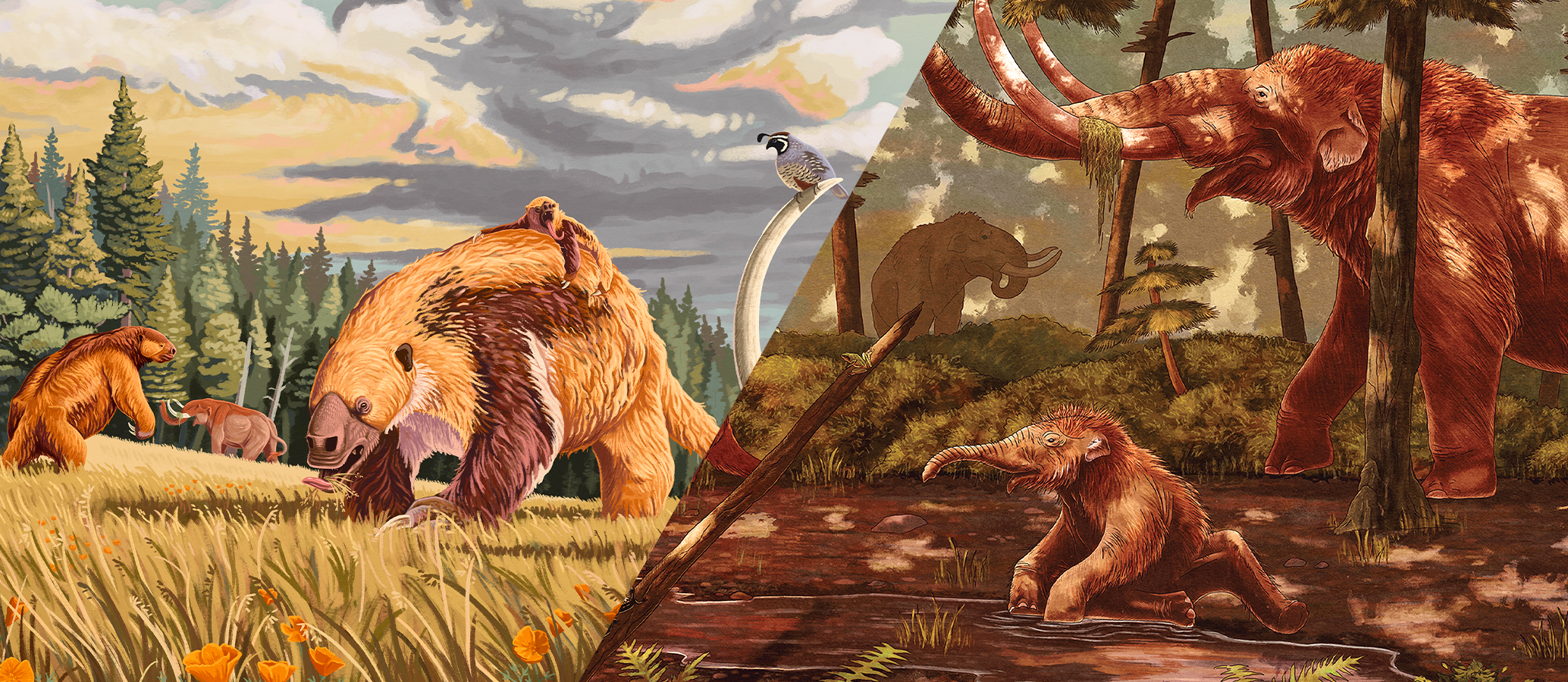 panel web header.png