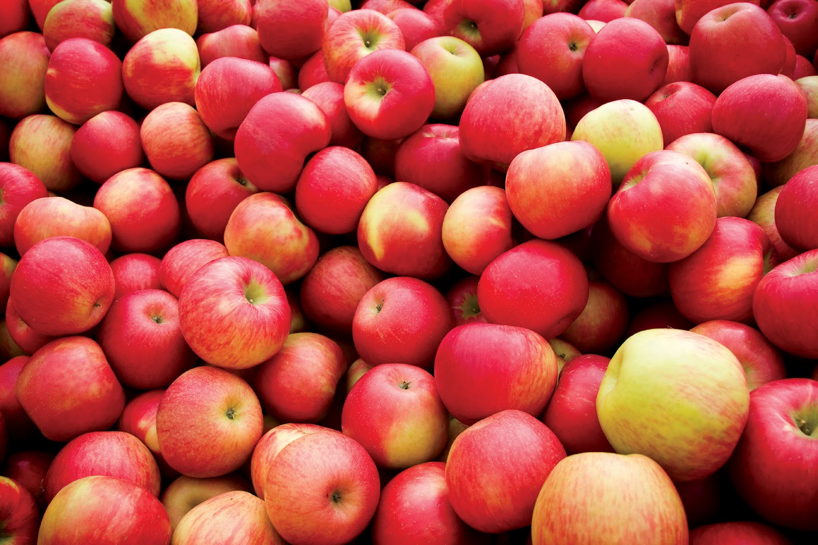 apples.jpg
