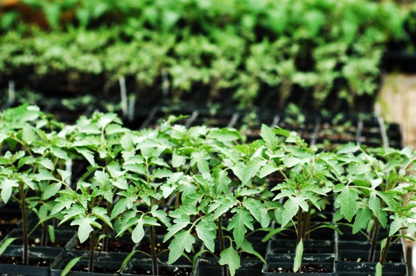 plants1.jpeg