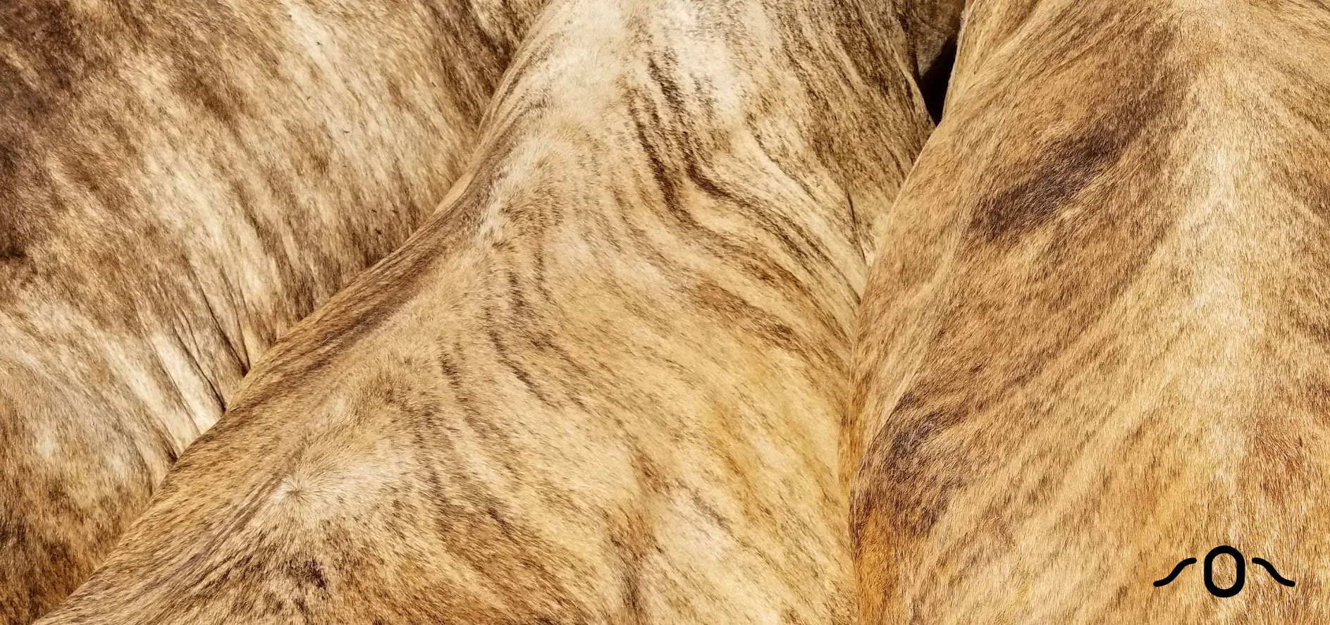 tigerstripeHides.jpg