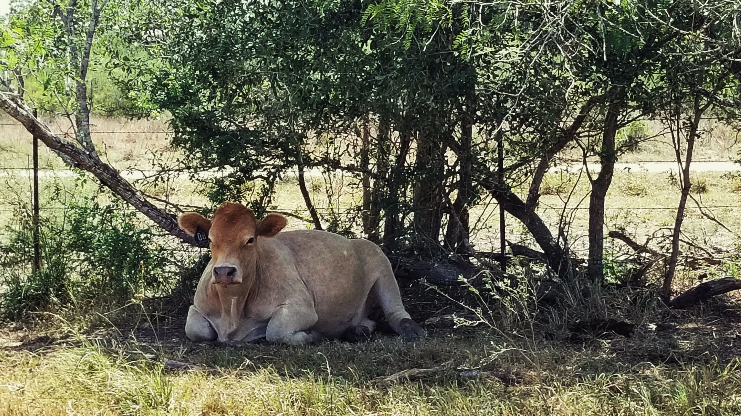 How to Handle the South Texas Heat