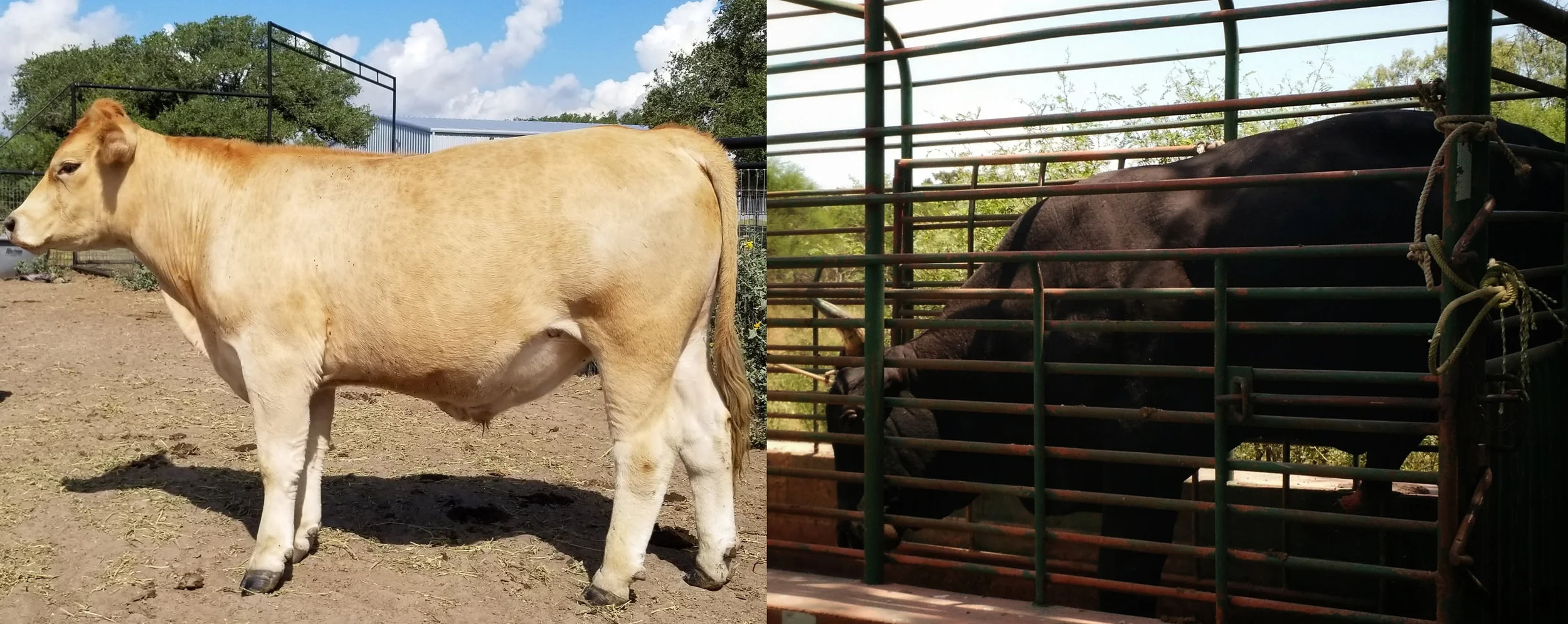 Grass fed is the BEST. Grass fed is the WORST.