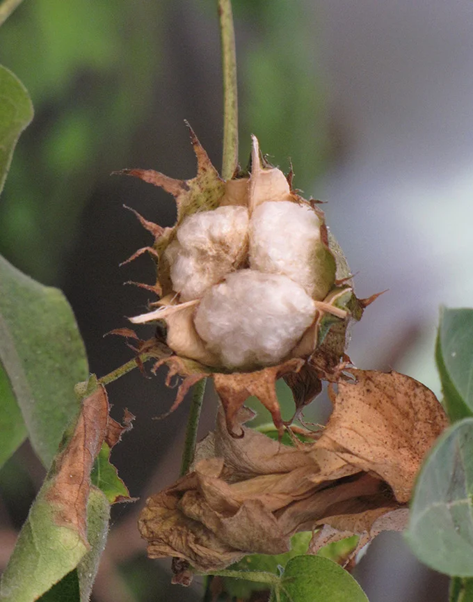 tricotin_raphael-mizrahi_fleur-coton