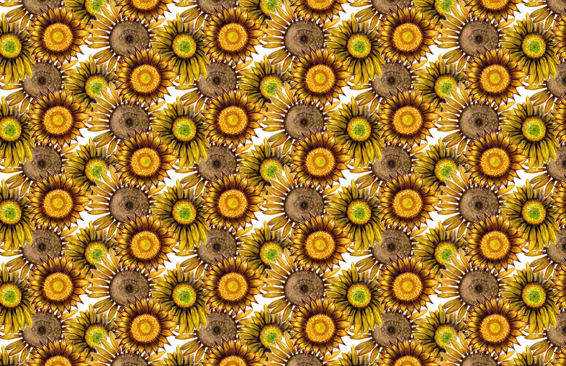 Sunflower Print