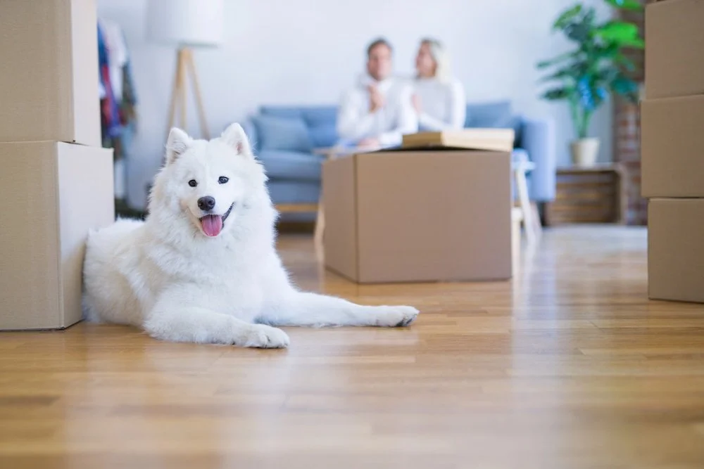 Prepare Your Pets for a Stress-free Perth Moving Day