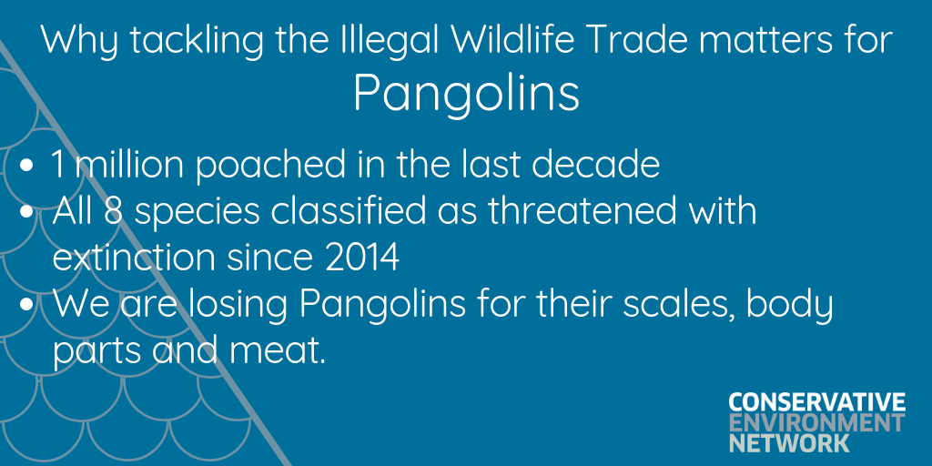 Copy of Copy of Why tackling the Illegal Wildlife Trade matters.png