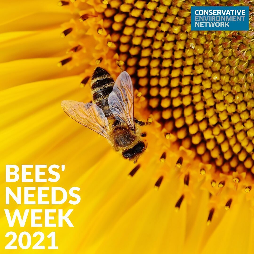 ??Happy Bees’ Needs Week 2021??
Environment Minister and CEN Alumni @powr_of_nature is calling on everyone to take 5?? simple actions to care for bees and other pollinators.
Swipe through this post to find out what the actions are??????
????
#bees #beesneeds #garden #gardening #flowers #insects