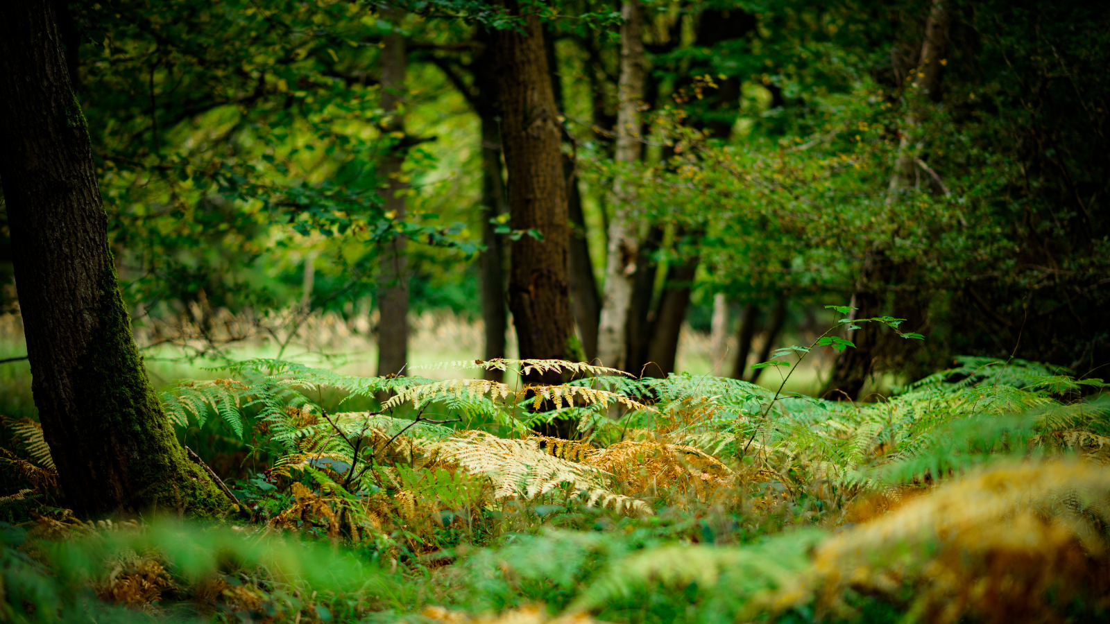 Conserving our Natural Inheritance  •  Half-Day Conference