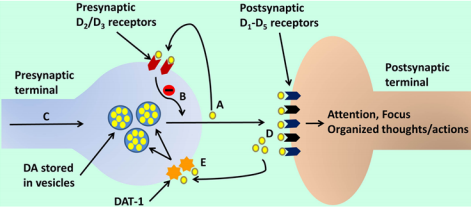 Integration of the hypoactive and hyperactive catecholamine postulates of ADHD (courtesy of Sharma, and Couture, 2014)