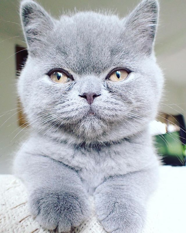 What do you think of this little creature as our future #mascot ?!
#robotoverlords #band #pushingbuttons #electronicrock #imaginedragons #melbourneband #electricguitar #britishshorthair #britishshorthairkitten #newbandmember #fanclub