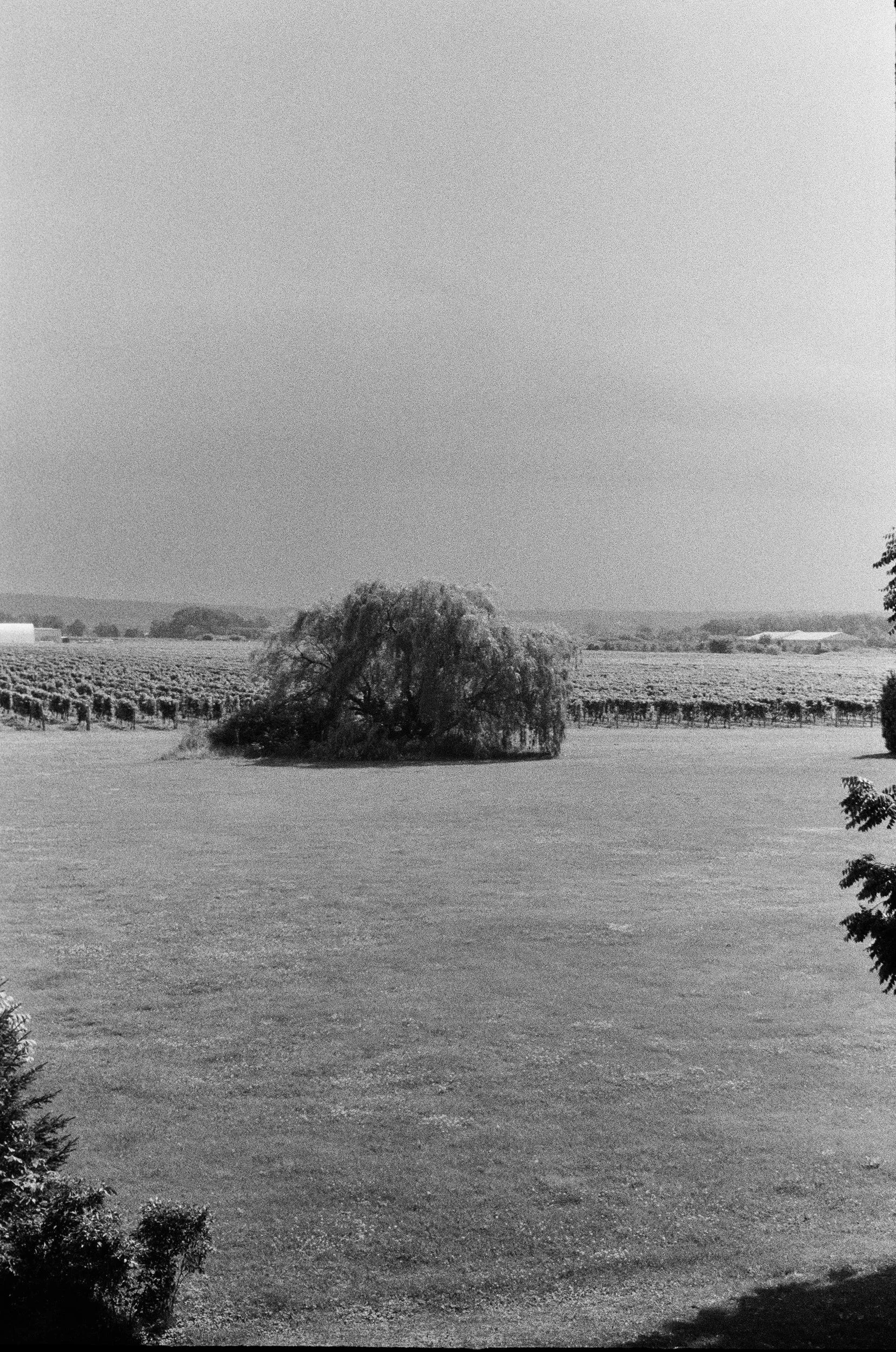 A black-and-white image of a rural landscape with a large tree in the foreground near a body of water, fields and farm buildings in the distance, and a wide sky above.