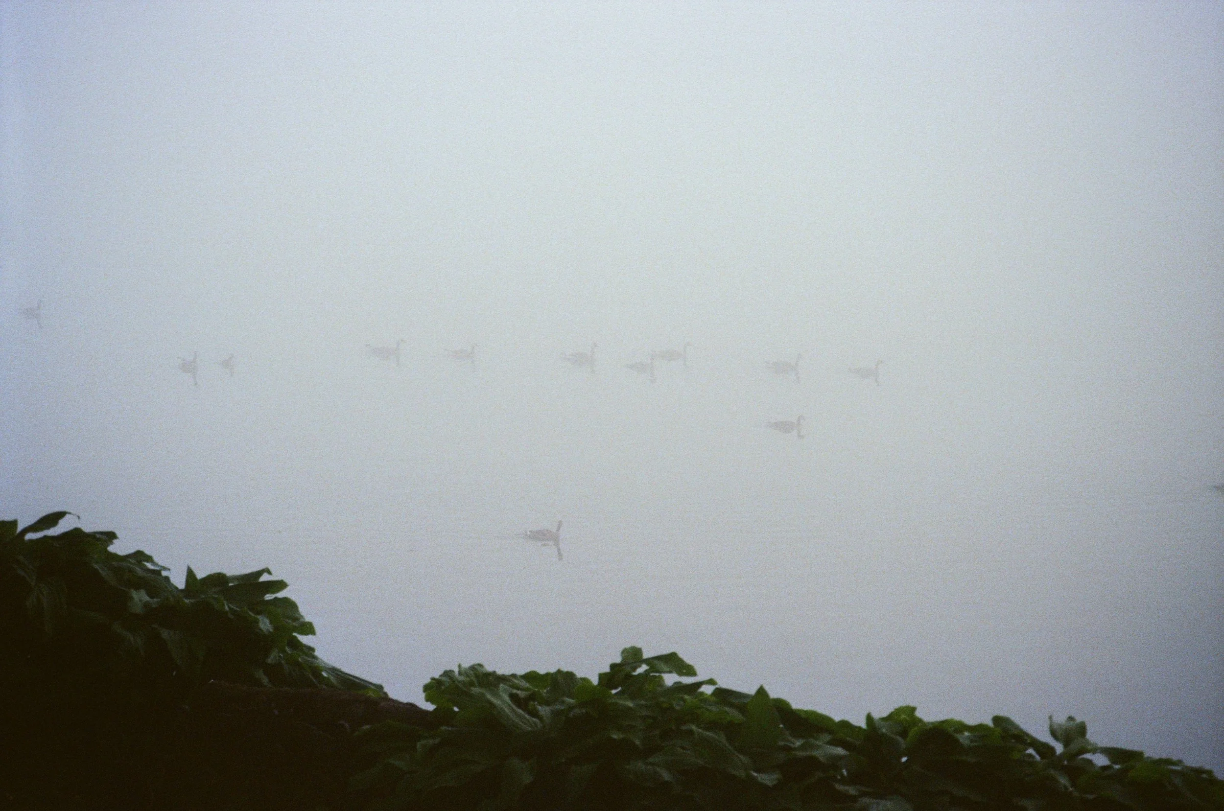 A foggy landscape with several birds flying in the misty sky and some leafy plants in the foreground.
