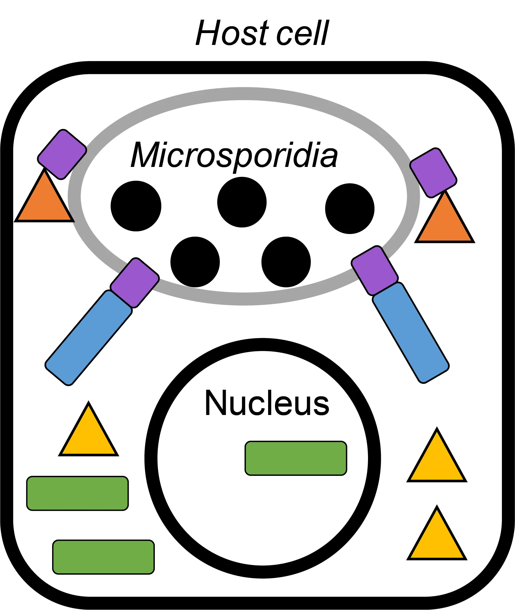 hostexposed protein illustration.jpg