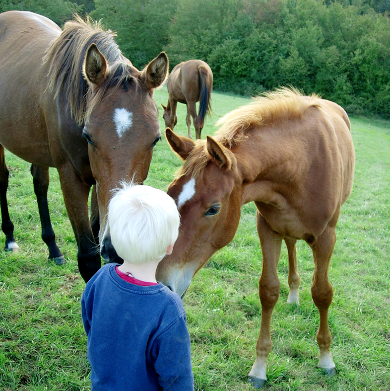 Horse riding in France