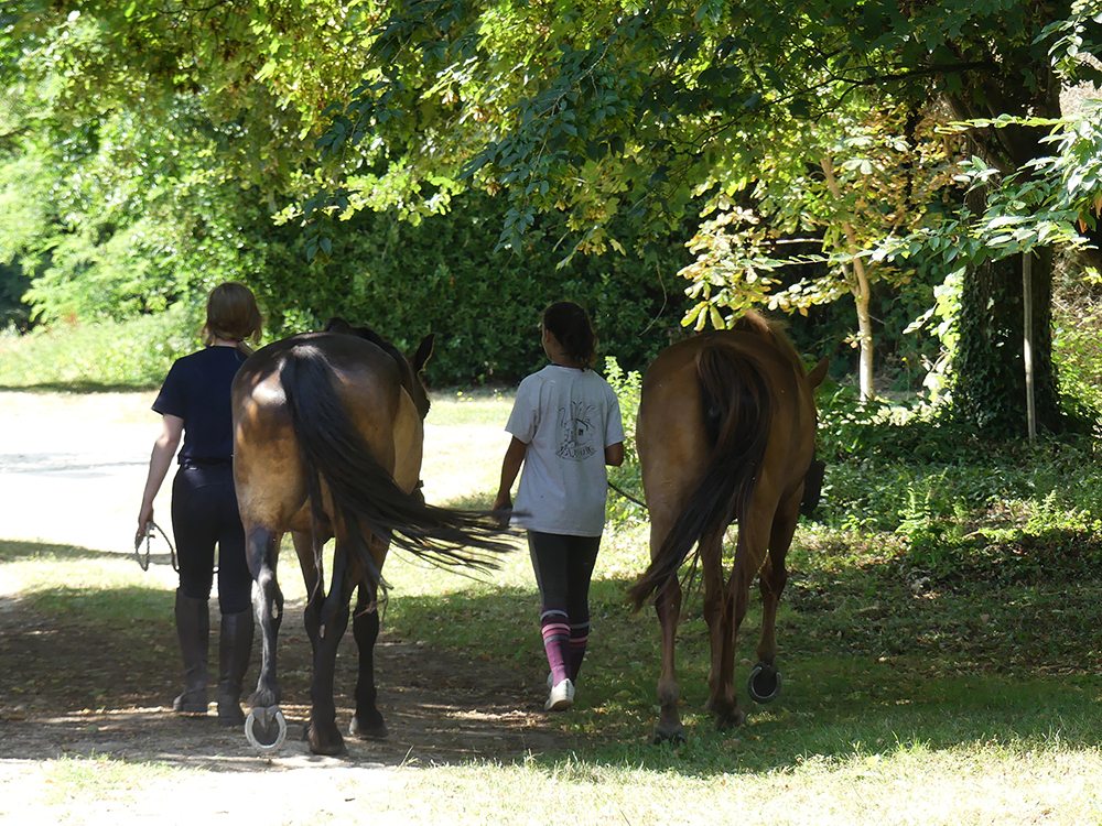 sejour-equestre.jpg