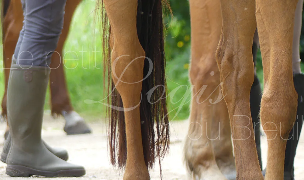 moniteur-equestre.jpg