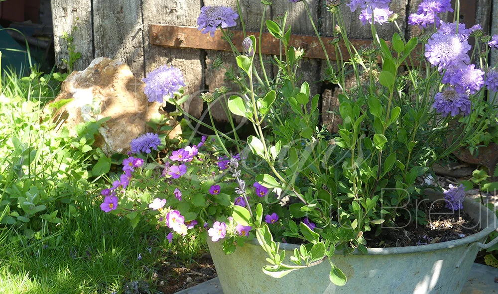 petit-breuil-fleurs.jpg