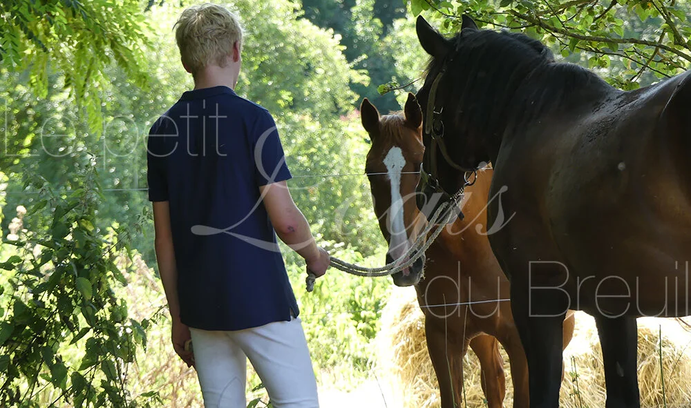 sejour-equestre.jpg