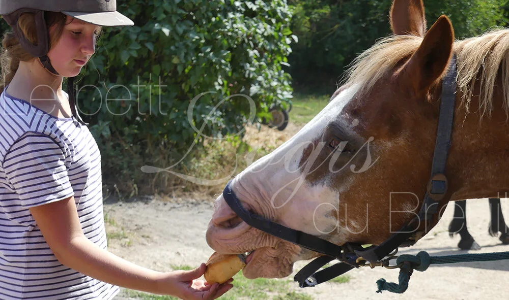 sejour-equitation-famille.jpg