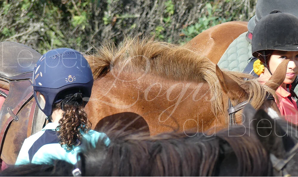 vacances-equitation-poney.jpg
