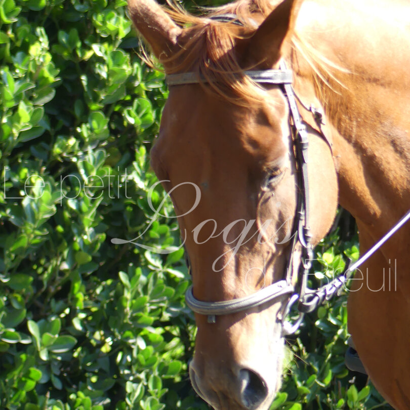 stages-equitation-dressage.jpg