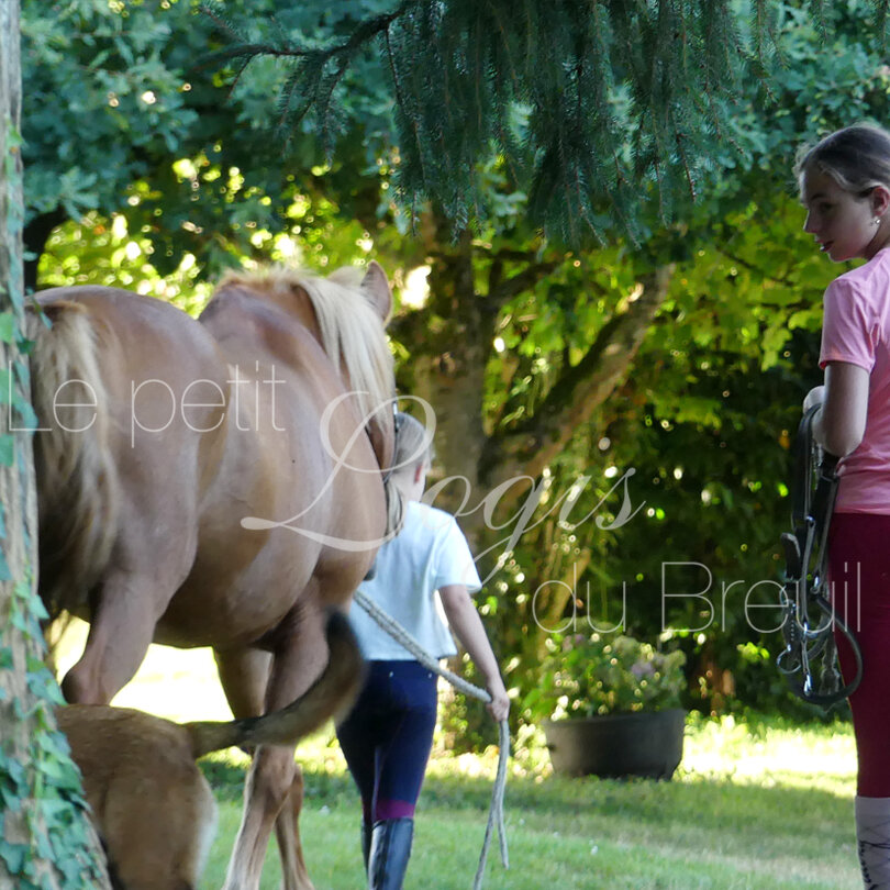 vacances-cheval.jpg