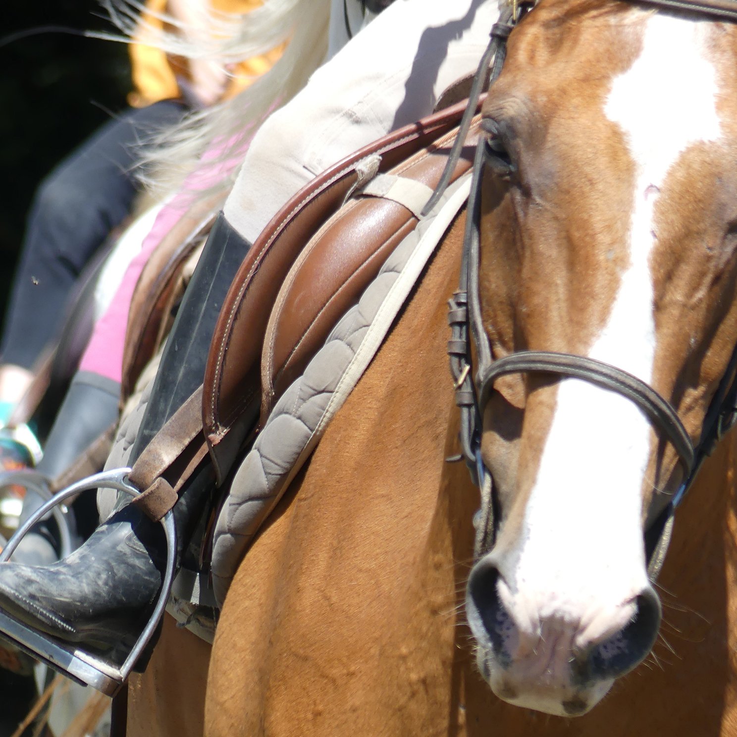 stages d'équitation en famille (copie)