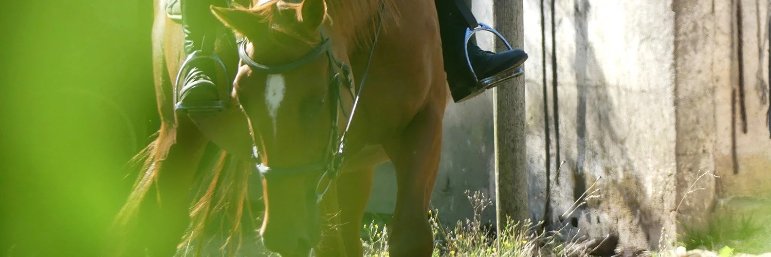stages-equitation.jpg