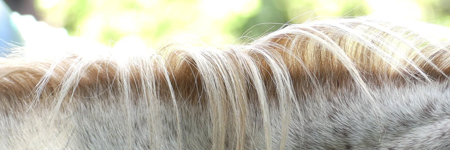 sejour-equestre.jpg