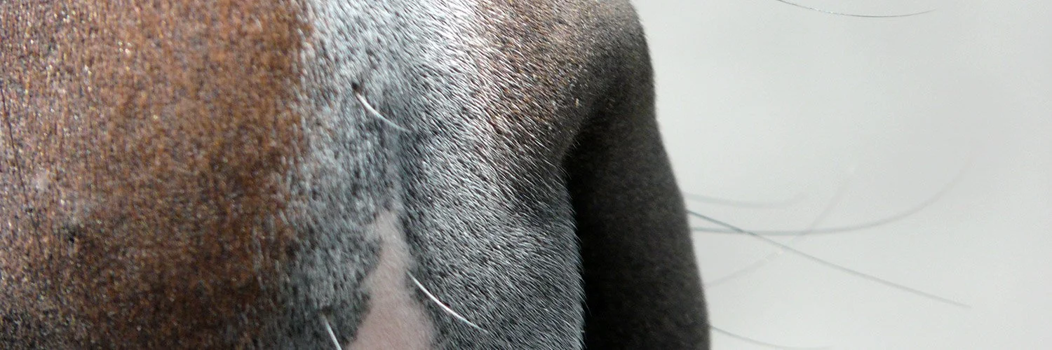 tarifs-hebergement-equitation.jpg (copie)