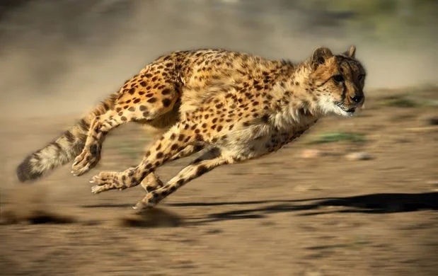 cheetah.jpg