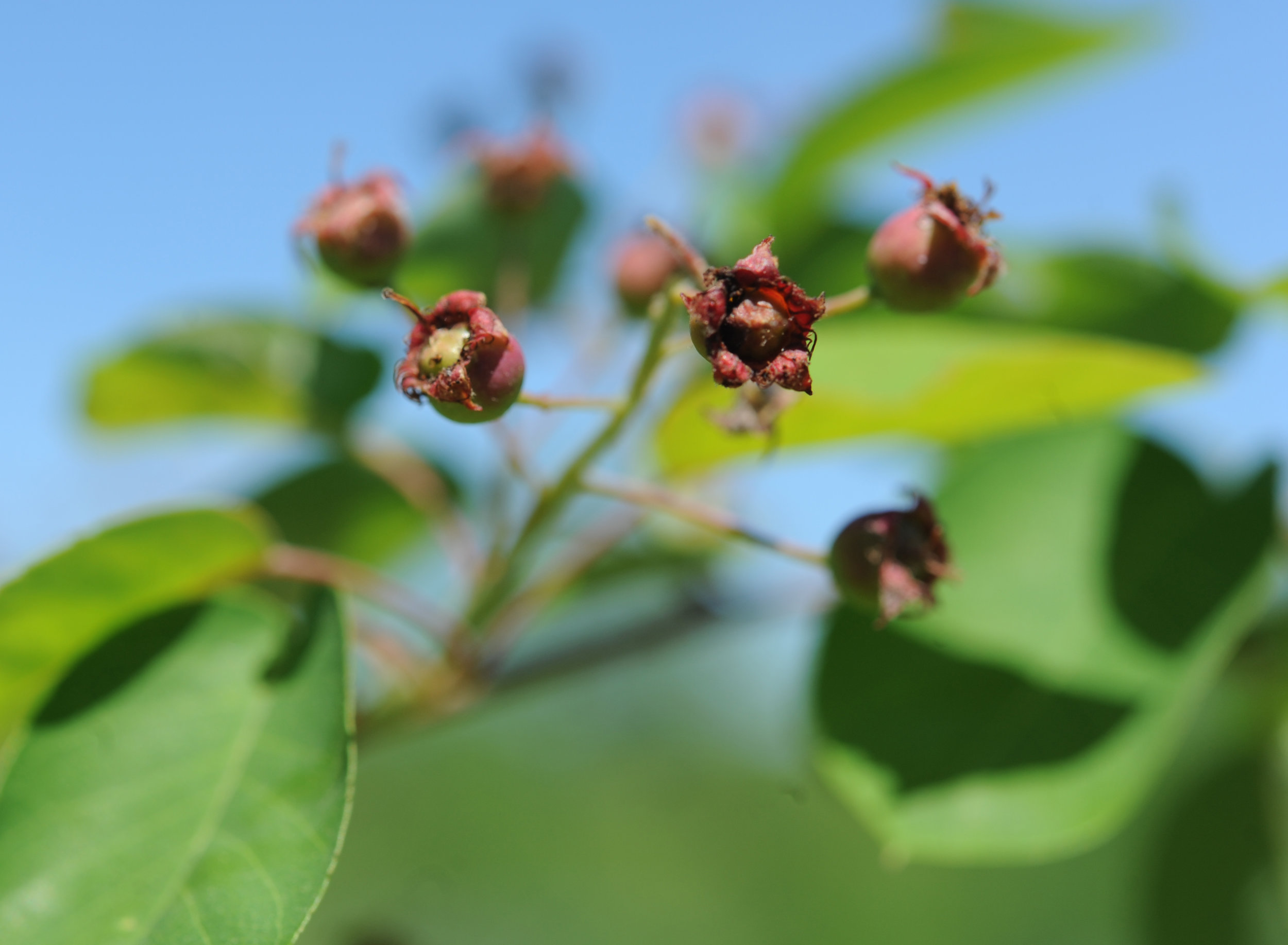 5-6-14farm6.jpg