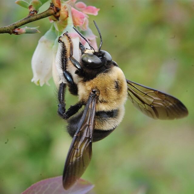 Although we are closed our bees are still hard at work pollinating our blueberry bushes. Carpenter bees, like this one, have an easier time getting to the nectar than honey bees because of their longer proboscis.  If you&rsquo;ve ever noticed holes i