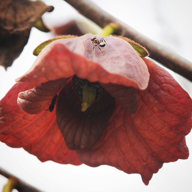 Upside down Paw Paw flower looking pretty. That was before we had several nights of freezing weather. Even though I did some hand pollinating between our multiple paw paw patches, Mother Nature had other ideas. Unless she has another surprise up her 