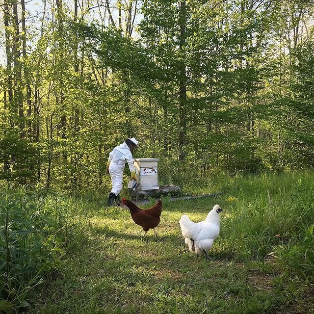 Our farm&rsquo;s wonderful mother of bees, boys and chickens making sure all is well. Happy Mother&rsquo;s Day to all the Mama&rsquo;s out there . #mothersday #beemama #chickenmama #boymama