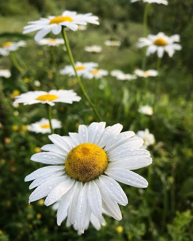 We have daisies everywhere right now. One of our favorite wild edibles to add to a salad. You can eat the leaves, flowers and buds raw. So go ahead and impress your friends with your foraging skills and try some while you are here or at home. #wildda