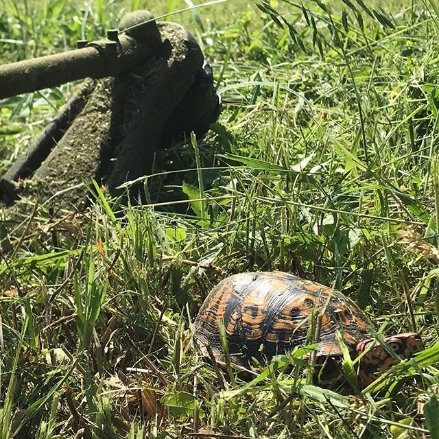 My weed eating skills saved this turtle hiding in the tall grass. The tall grass is great habitat for all sorts of animals, but we do cut back from time to time, and obviously turtles are the slowest to get out of the way of our work. Also found this