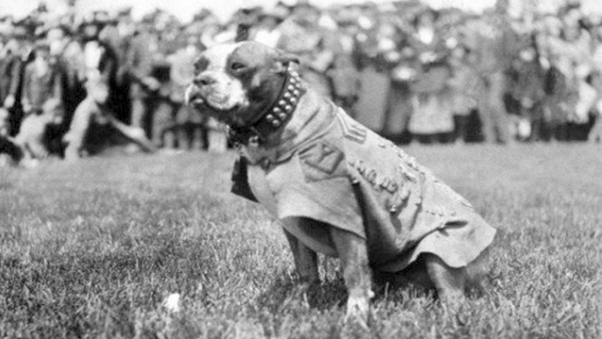 stubby campo.jpg