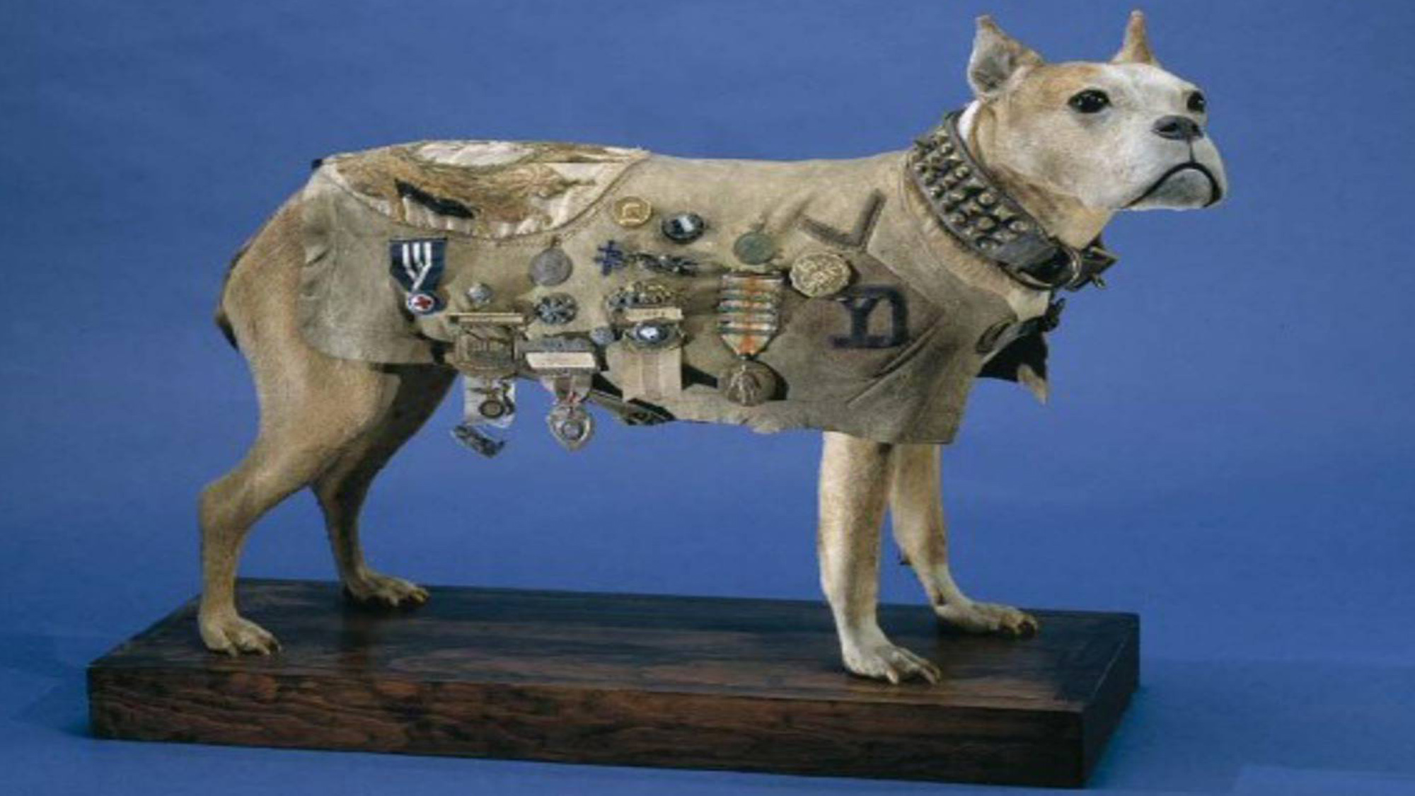 05. Sargento Stubby Disecado.jpg