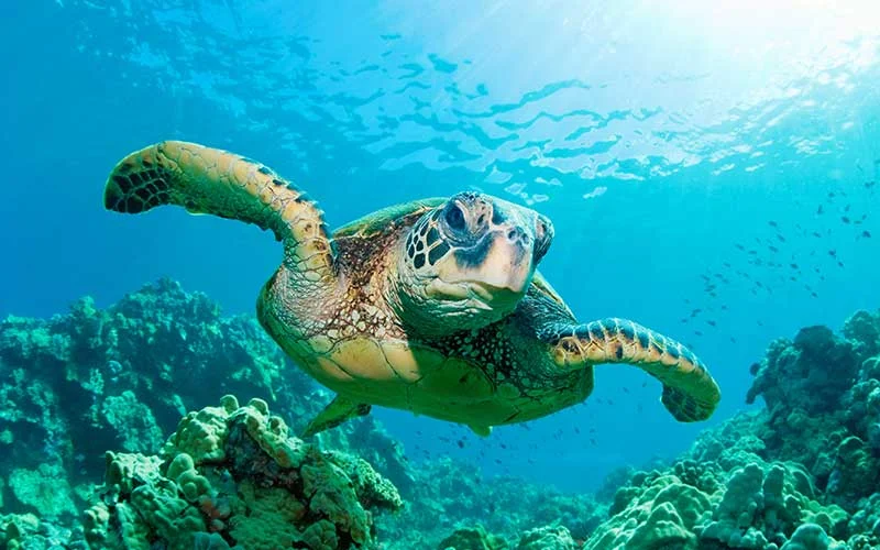 tortugaverde.jpg
