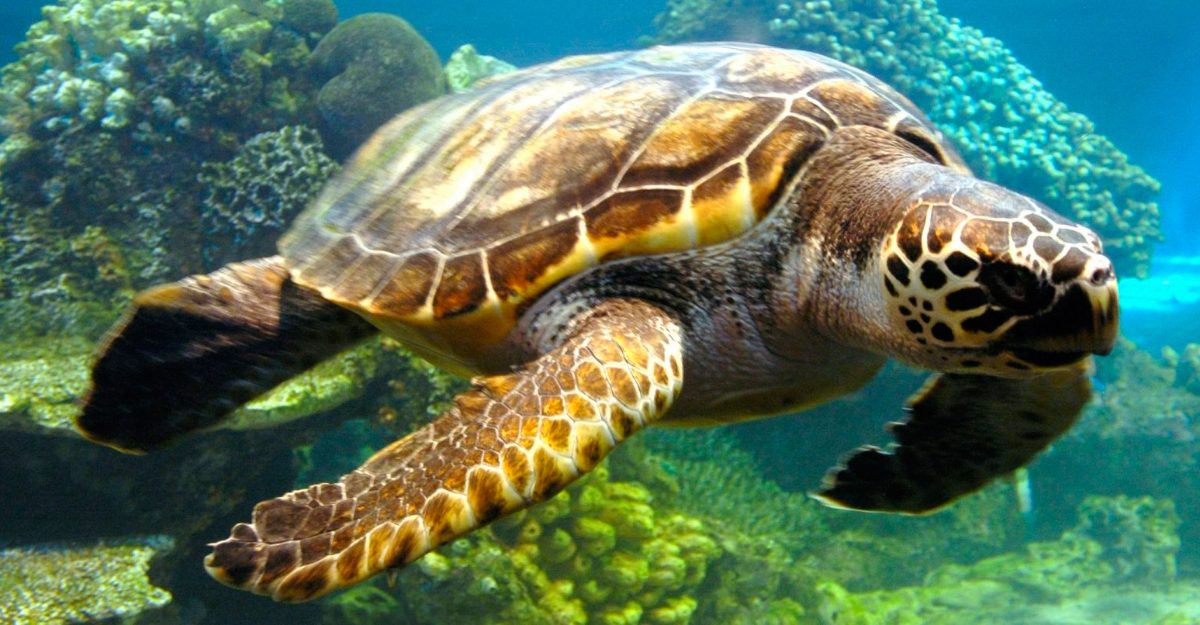 tortugaverde00.jpg