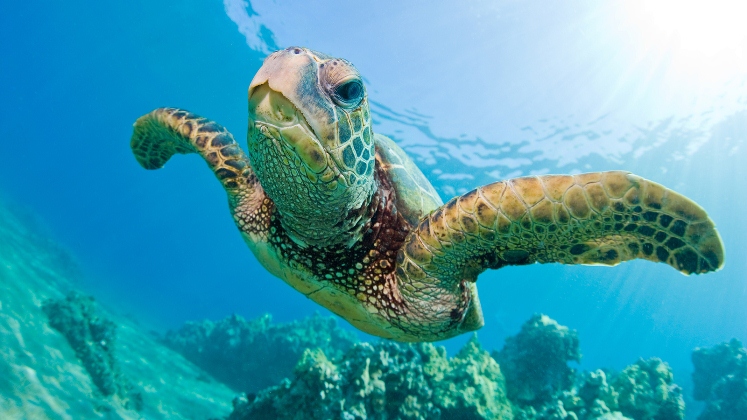tortugaverde01.jpg