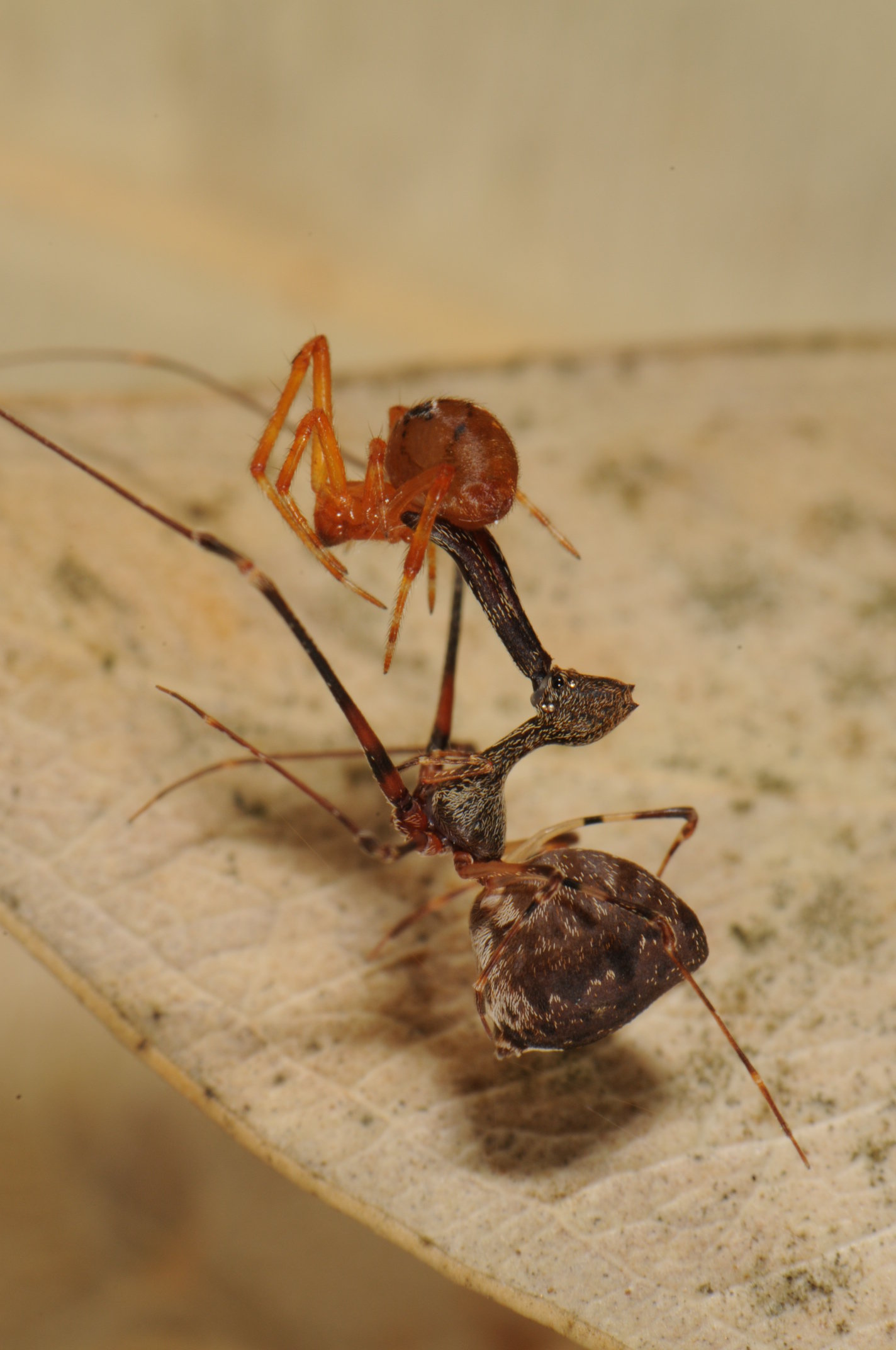 2-spidereatspi.jpg
