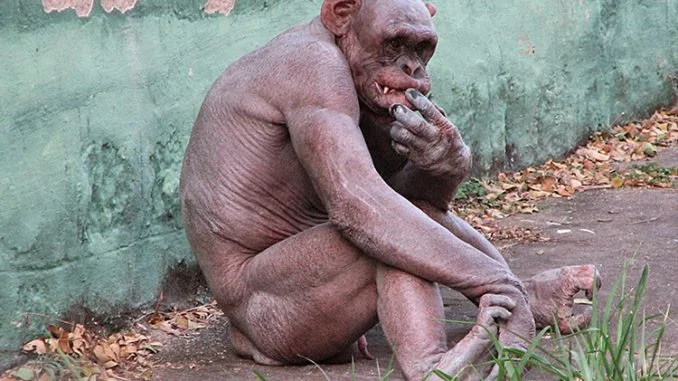 humanzee-678x381.jpg