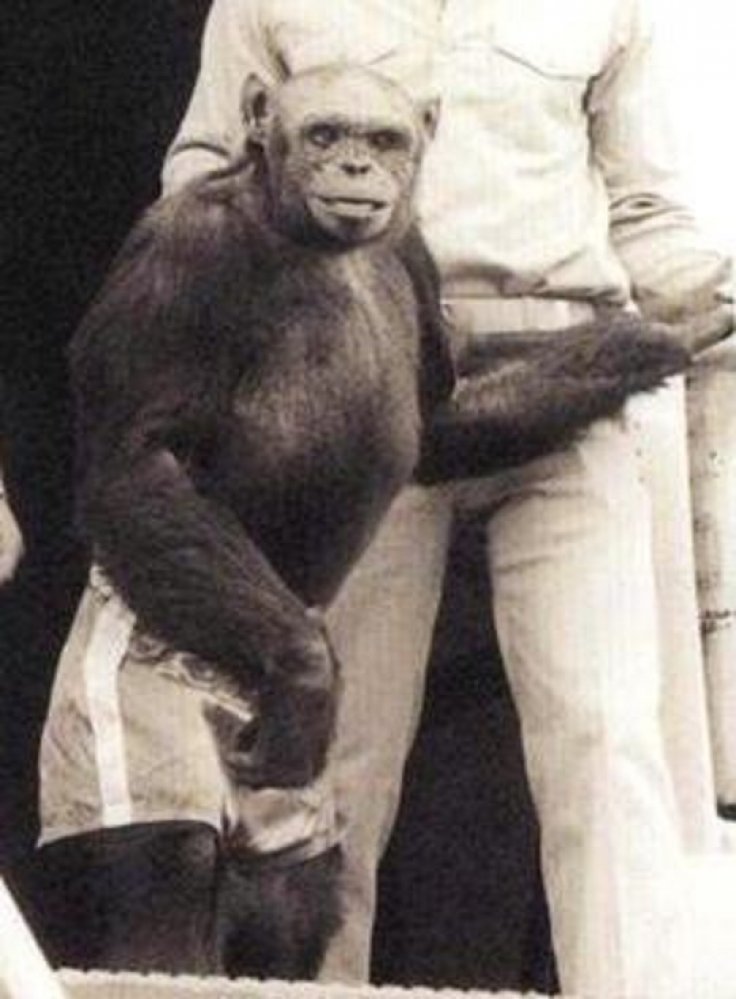 oliver-the-chimp.jpg
